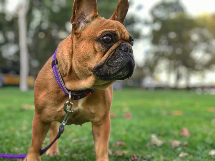 a brown and black dog standing in a grassy field