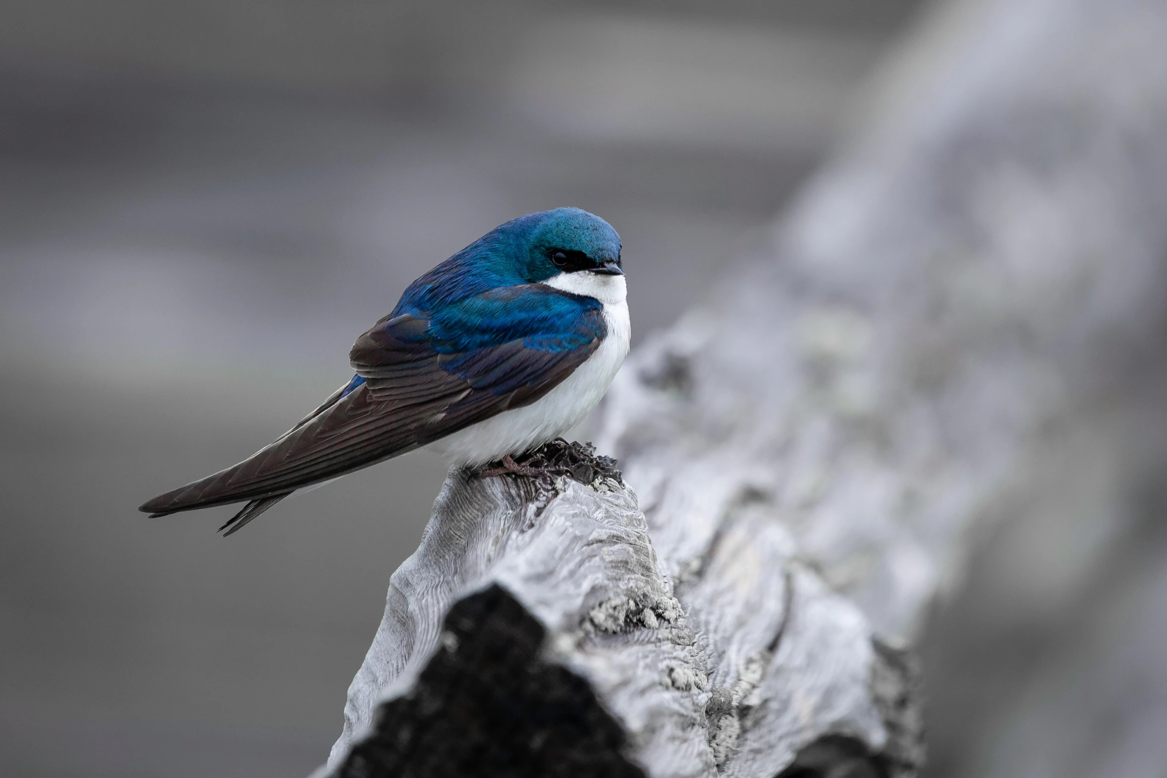 a small blue bird perched on top of a piece of wood