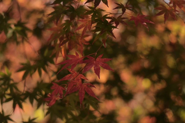 green and red leaves hanging from a tree