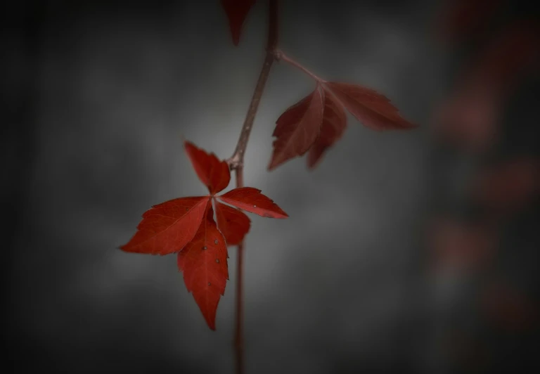 a lone red flower is on the stem with leaves