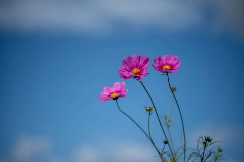 pink flowers in front of a blue sky and clouds