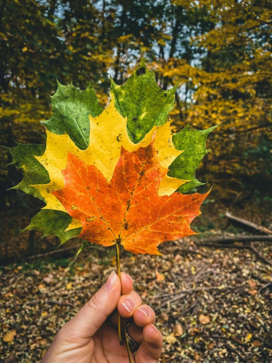 the leaf on the hand is made of colorful leaves