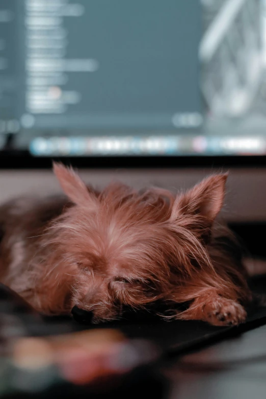 there is a dog with its head on a laptop computer