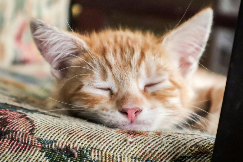 a cat sleeping on a chair with its eyes closed