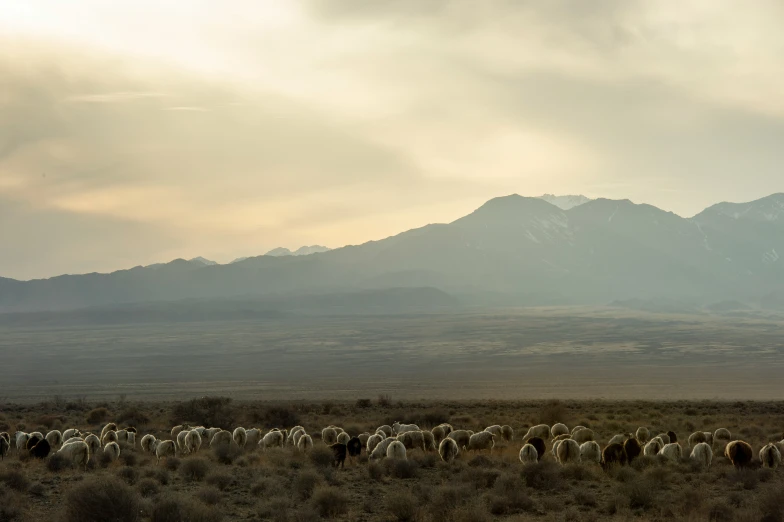 a large group of animals walking across an empty field