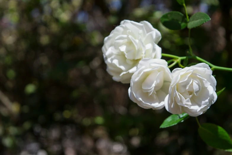 two white flowers are blooming with green leaves