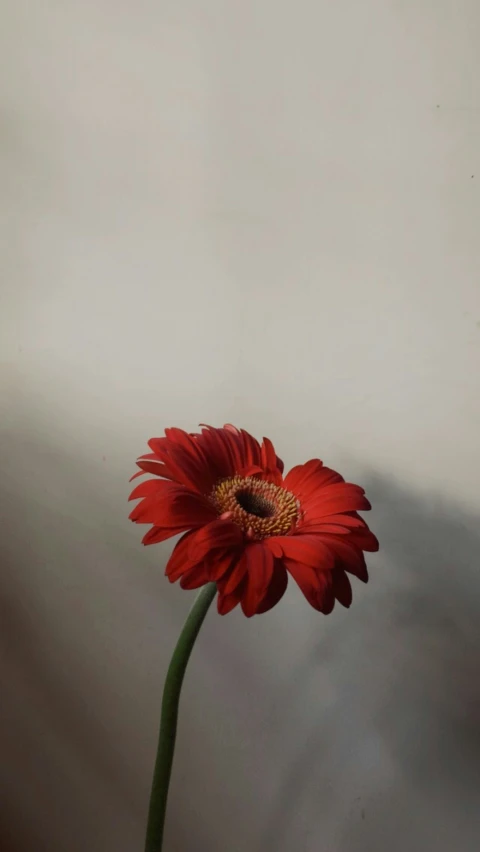 there is a big red flower in a vase