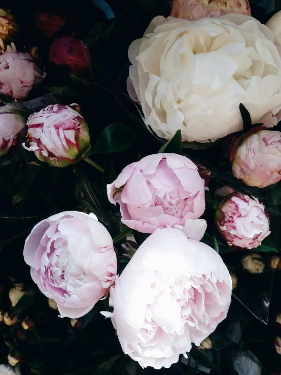 a group of large, pink and white flowers