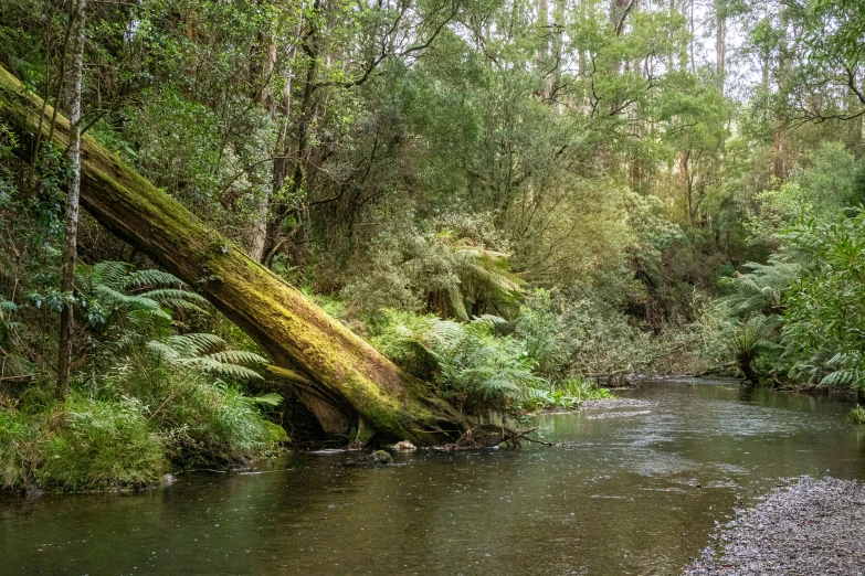 a small river in a forest with lots of trees