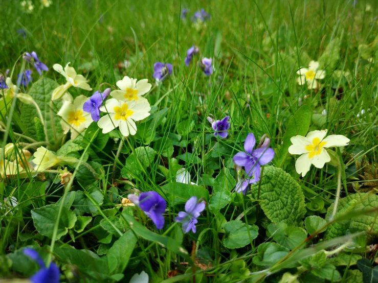 colorful flowers growing in the grass near some green leaves