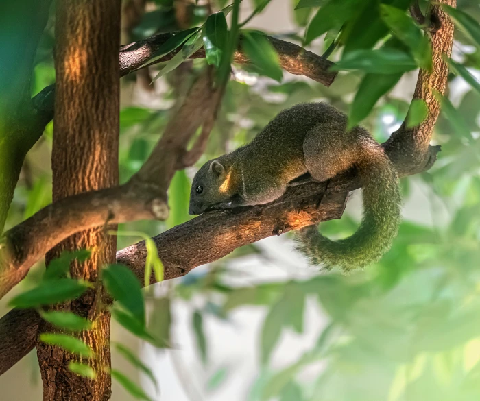 an adorable snake sits in the center of a tree