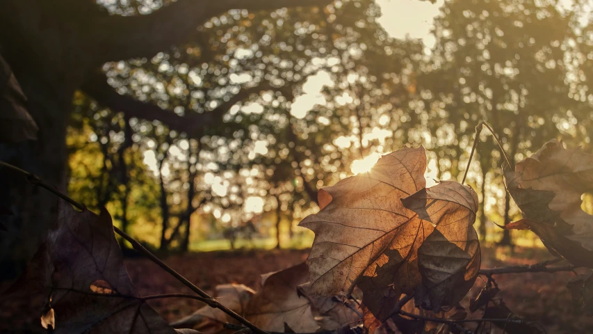 sunbeams are reflected in the leaf on the ground