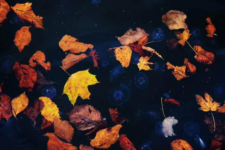 some yellow leaves floating on the water