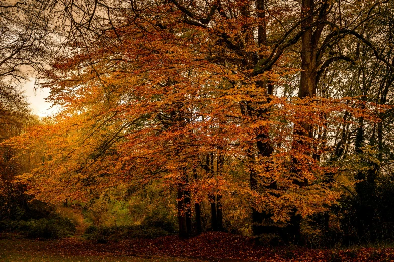 a tree with autumn leaves around it in a park