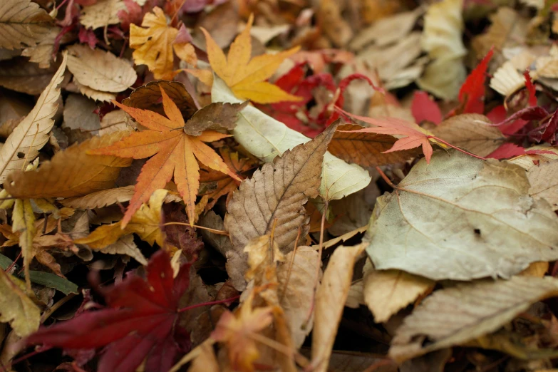 leaves lying on the ground next to each other