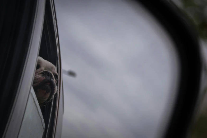 a small dog is looking out a car window