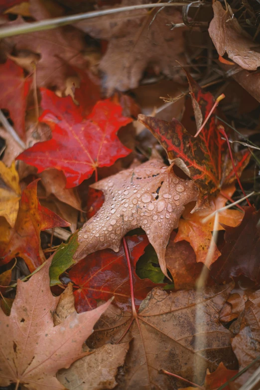 colorful fall leaves laying on the ground in the woods