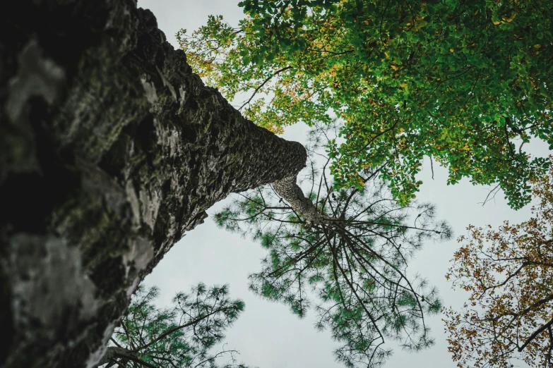 an up - to - the - top look down at a tall, slender tree in a forest