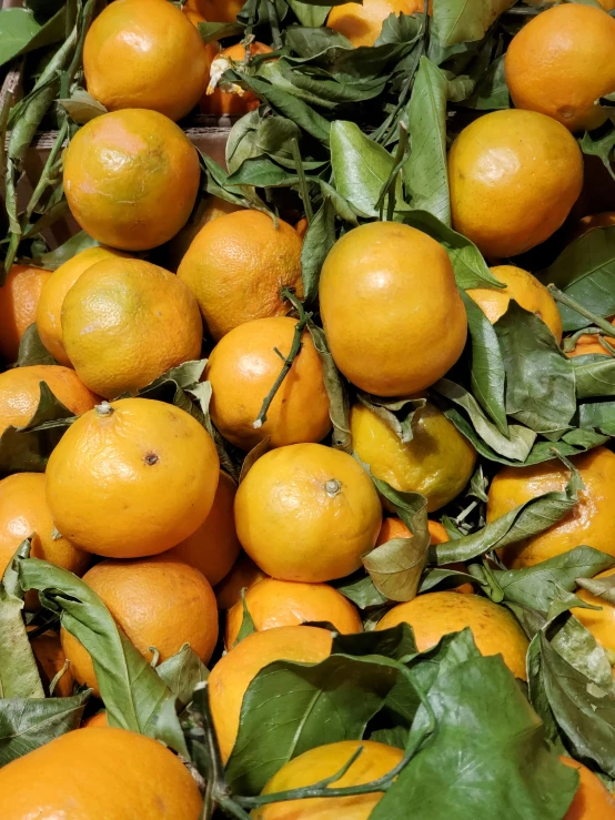 oranges stacked in a pile on the leaves with oranges in the background