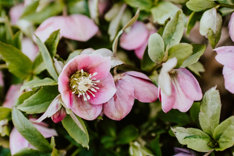 close up of a bunch of flowers growing in the garden