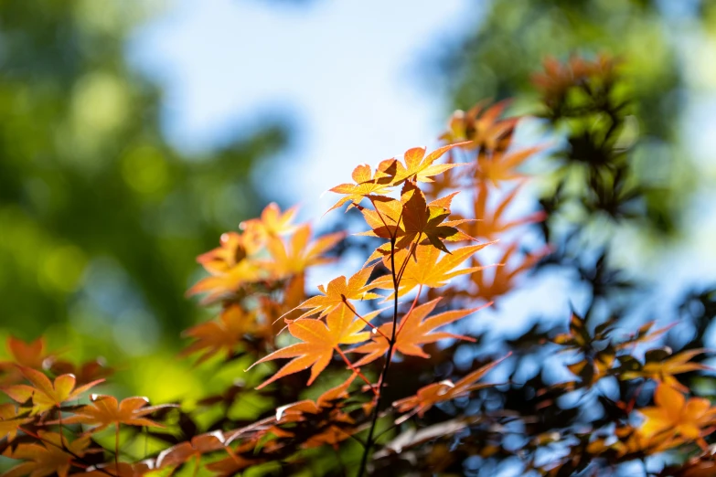 autumn leaves against the blue sky and green trees