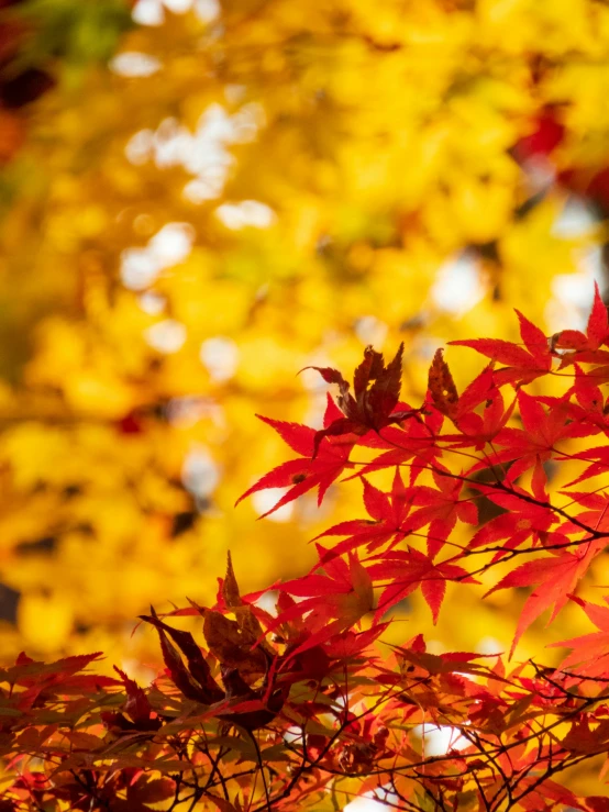 an image of red leaves on a tree