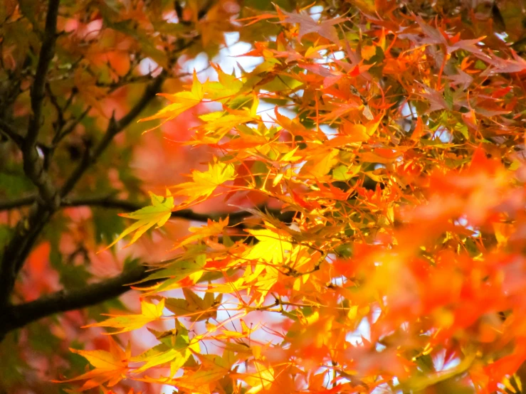 red and yellow leaves in the fall sun