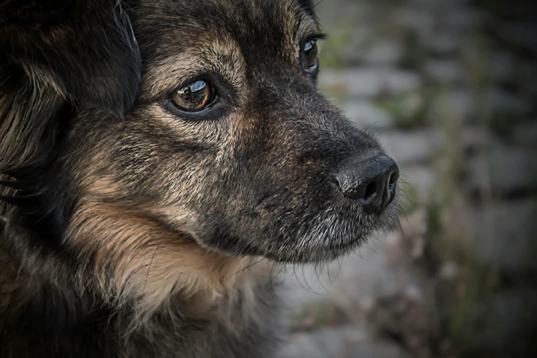 a dog looks off into the distance with his head slightly left side