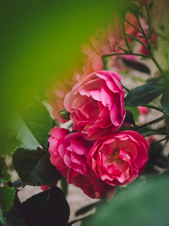 flowers with green leaves and light background in daylight