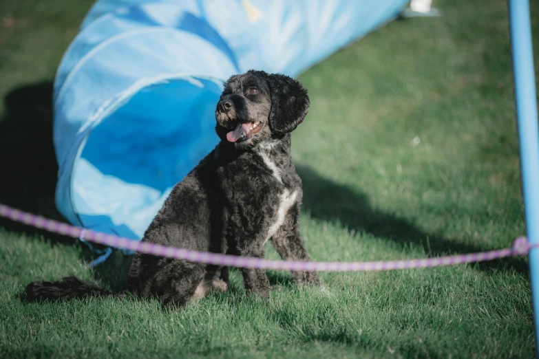 a dog sitting in the grass with his tongue out