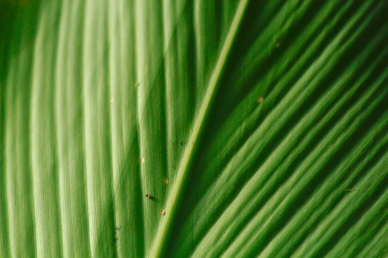 green leaves that are very bright green and brown