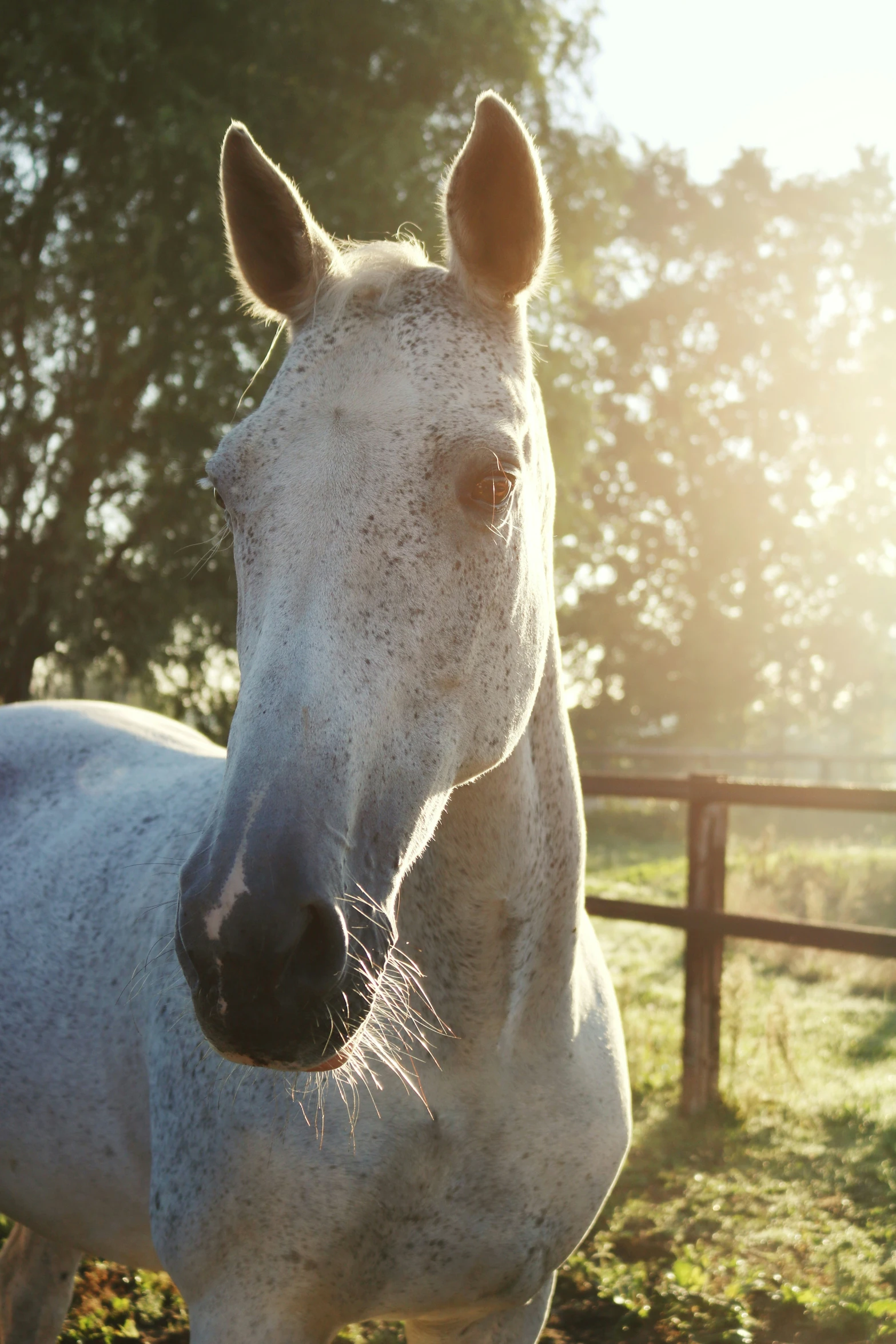 the horse is standing in front of the fence