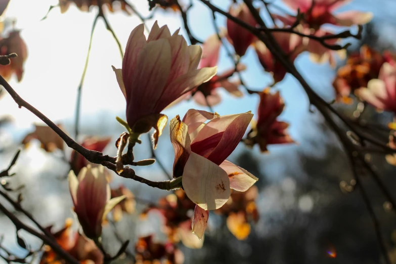 a tree that is showing some pink flowers