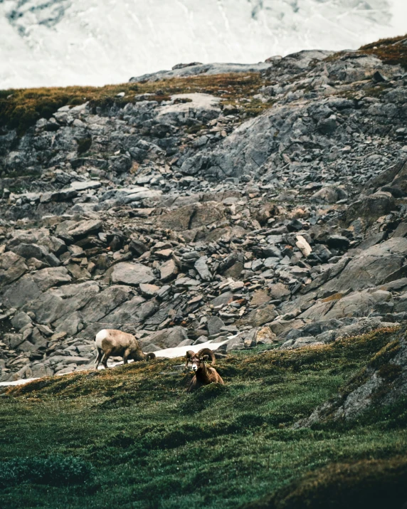 three animals that are standing in the grass