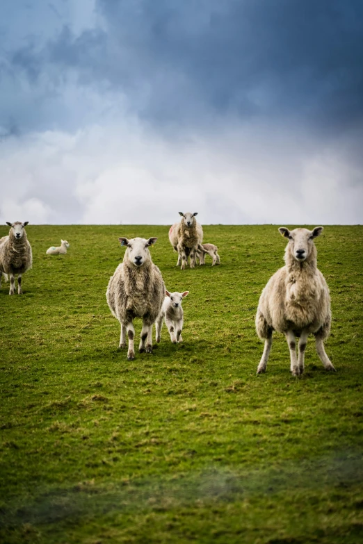 a group of sheep standing on top of a green field