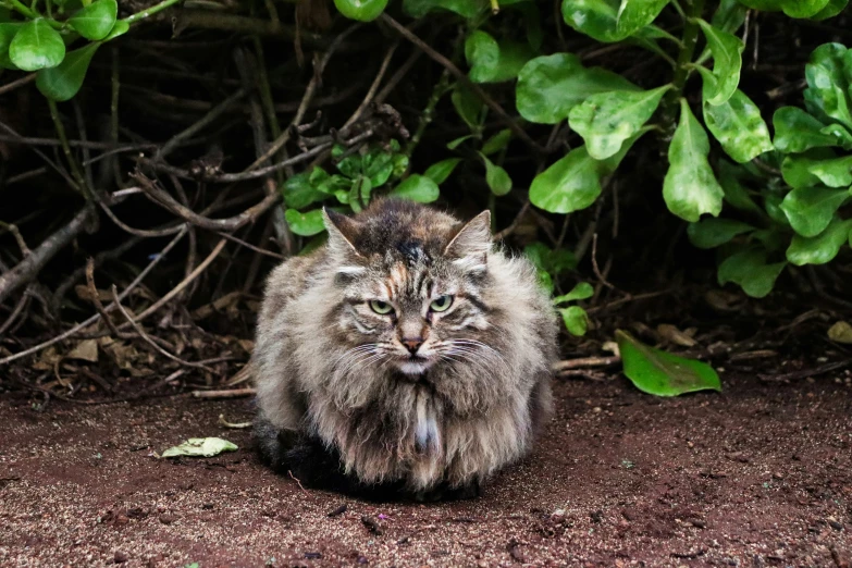 a cat sitting on the ground next to a bush
