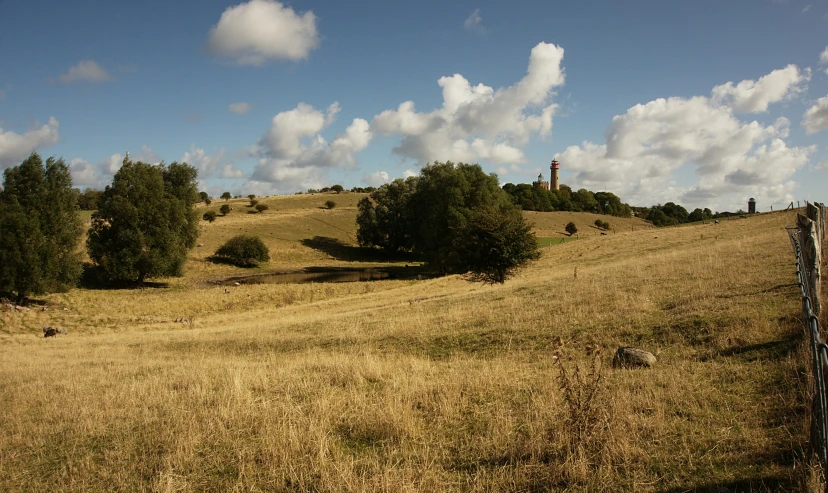 several horses stand in the grass on a hill