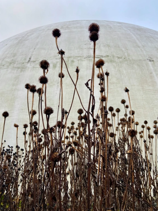 flowers and plants against a background of concrete