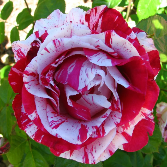 there is a pink and white flower with white stripes