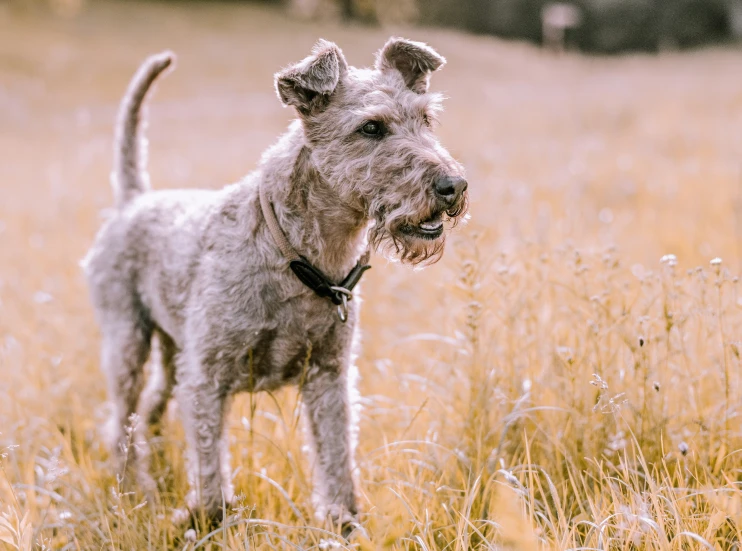 a small gy haired white dog standing in tall grass