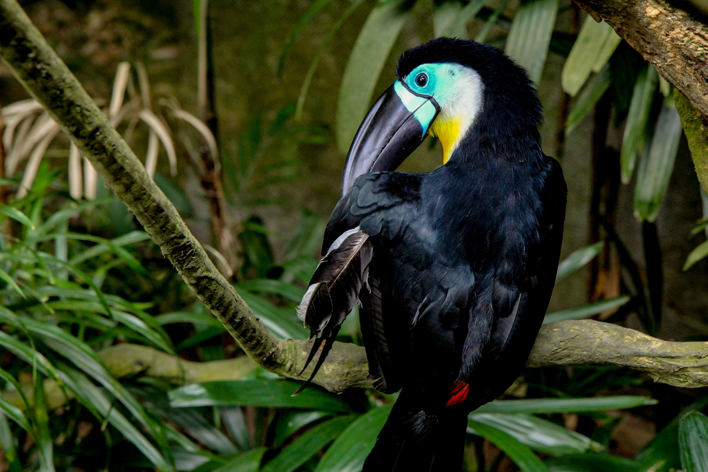 a large bird perched on a tree nch