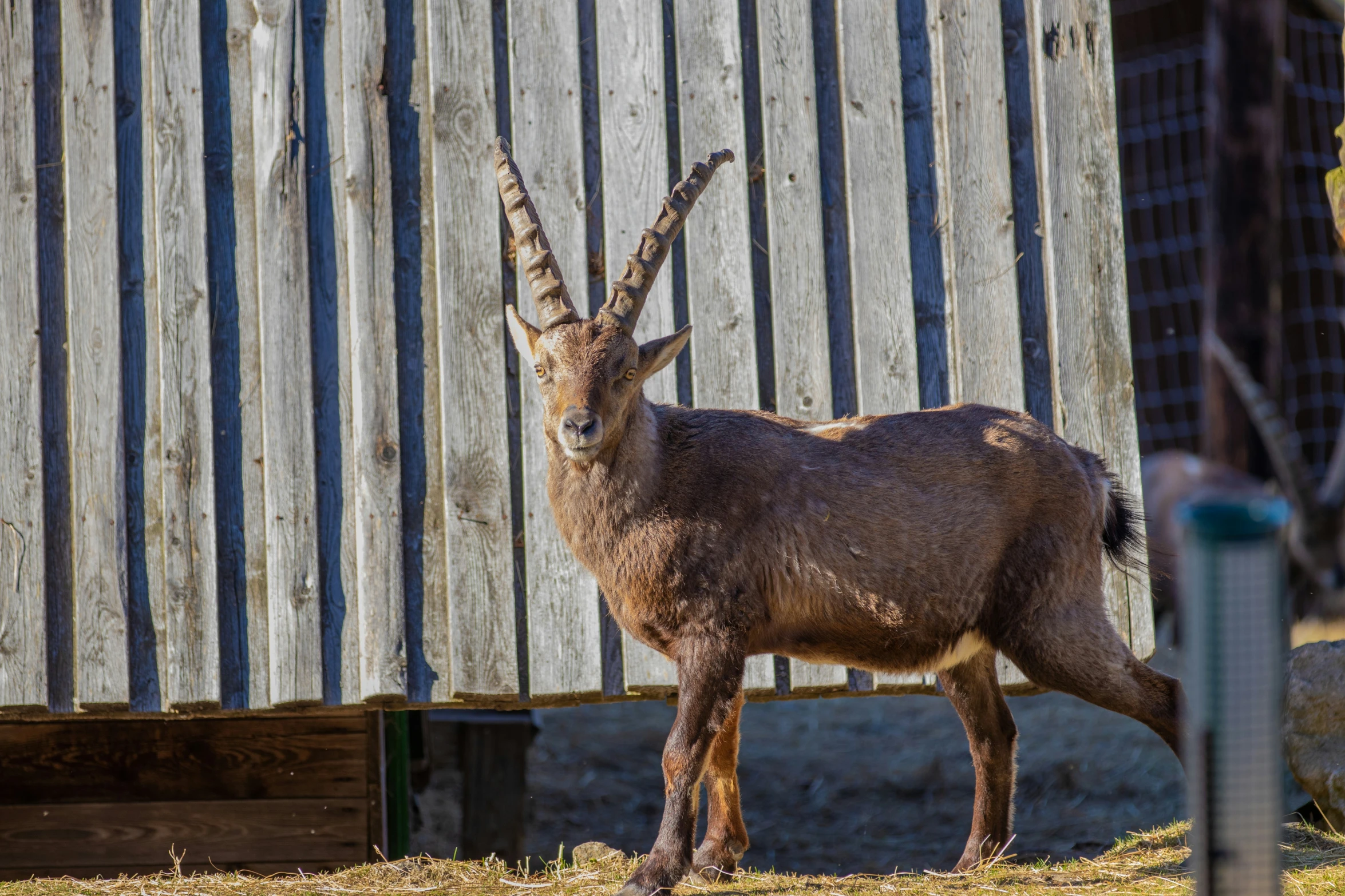 an animal standing on the ground near a building