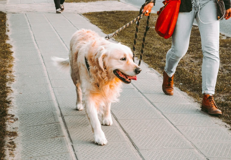 a woman walks her dog down the sidewalk