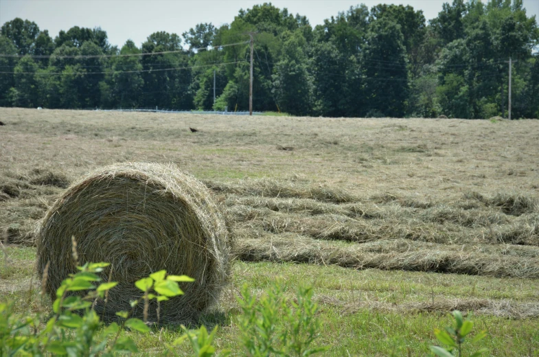 a field full of hay with trees in the background