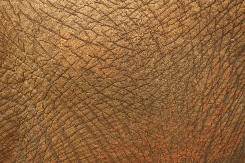 an image of the face of an elephant with its eye open