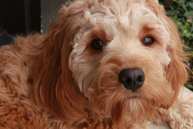 the light brown dog has gy hair on its head