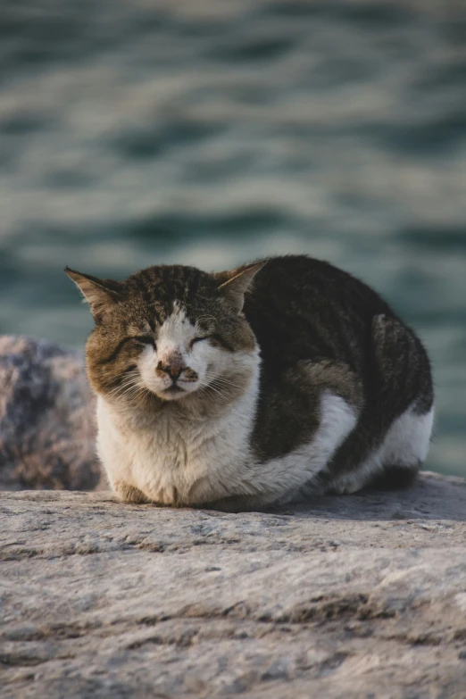 a brown white and black cat is laying on a rock