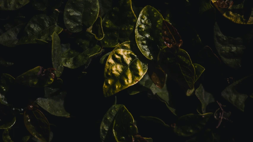 a green plant with bright yellow leaves