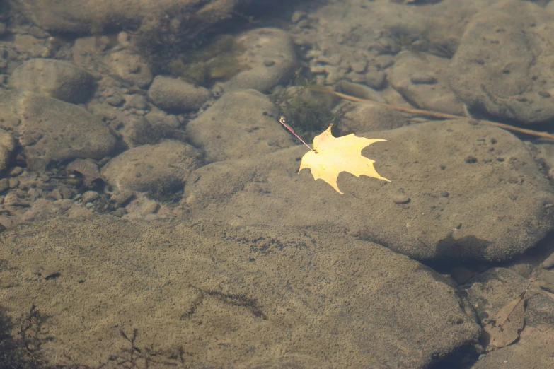 yellow leaf on a rocky shoreline with water around