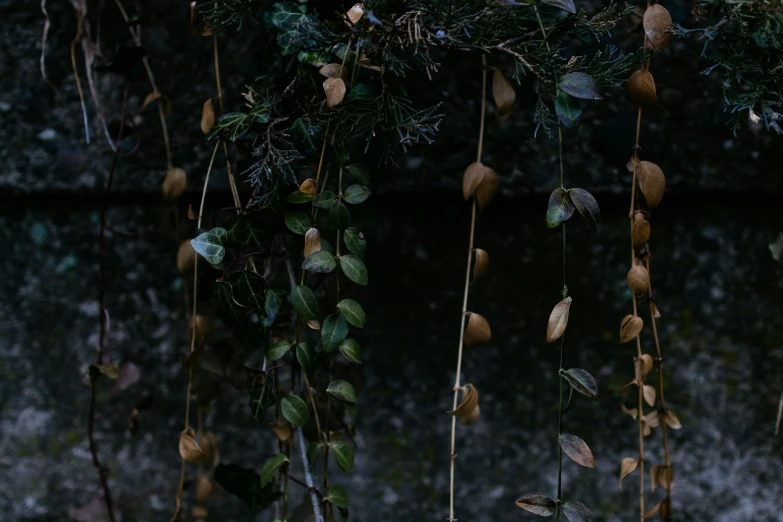 a wall with vines hanging from it near a stone wall